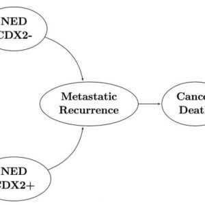 Model-3-figure-1.jpg CDX2 biomarker testing and adjuvant therapy for stage II colon cancer: An exploratory cost-effectiveness analysis