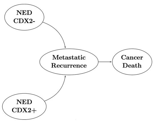 CDX2 biomarker testing and adjuvant therapy for stage II colon cancer: An exploratory cost-effectiveness analysis